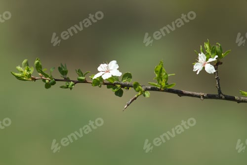 Preview: Cherry Blossom, Cherry Blossoming Twig, Spring Fruit Background.