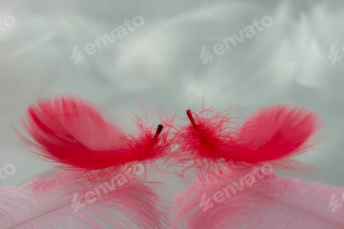 Preview: View Of Two Red Colored Feathers With Reflection On White Background
