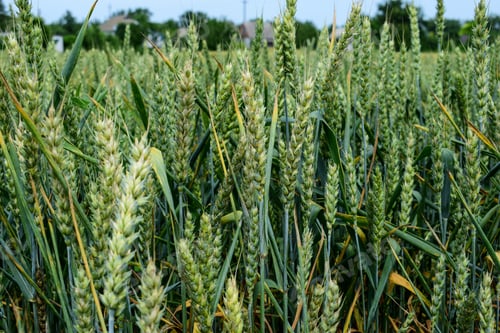 Preview: Green Wheat Growing On The Field In Early Summer