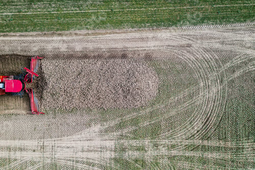 Preview: Combine Harvester Removes Sugar Beet From The Field Top View.