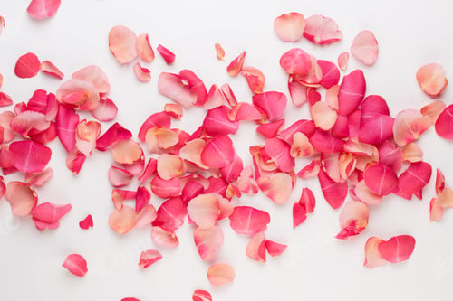Preview: Valentine'S Day. Rose Flowers Petals On White Background. Valentines Day Background. Flat Lay, Top
