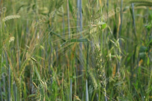 Preview: Field Of Ripening Wheat In The Summer. Selective Focus. Background