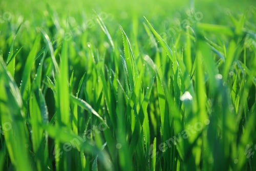 Preview: Young Green Wheat With Dew Drops On Spring Day, Closeup