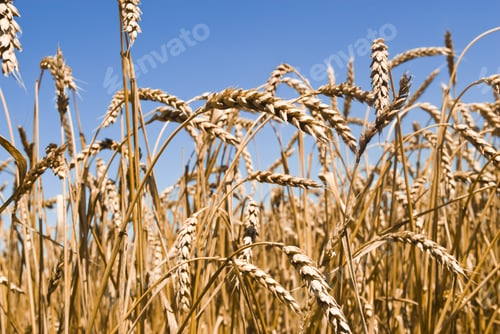 Preview: Gold Wheat Field And Blue Sky