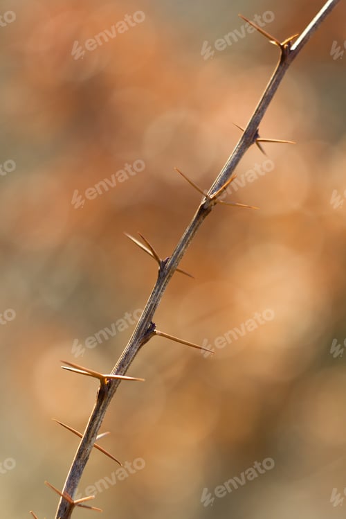 Preview: Frozen Flowers And Plants In Spring, In Beautiful Spring Light And Background Colors.