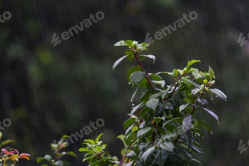 Preview: Leaves Of Trees In Rainy, Cloudy Weather On A Gloomy Evening