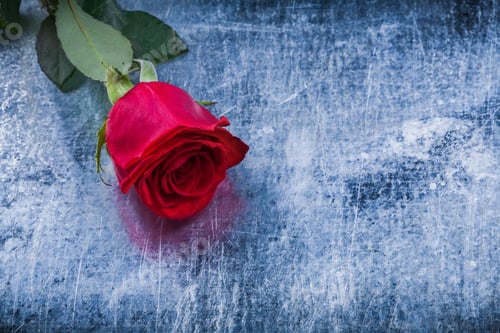 Preview: Natural Red Rose On Scratched Metallic Background Holiday Concept.