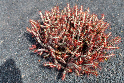 Preview: Cactus At Cactus Garden (Jardin De Cactus), Situated In The Village Of Guatiza On The Island Of