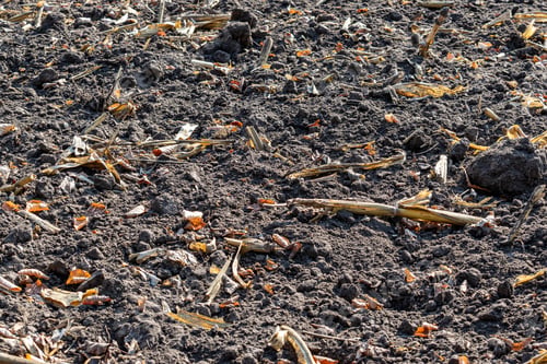 Preview: Cultivated Soil On Corn Field Macro Background