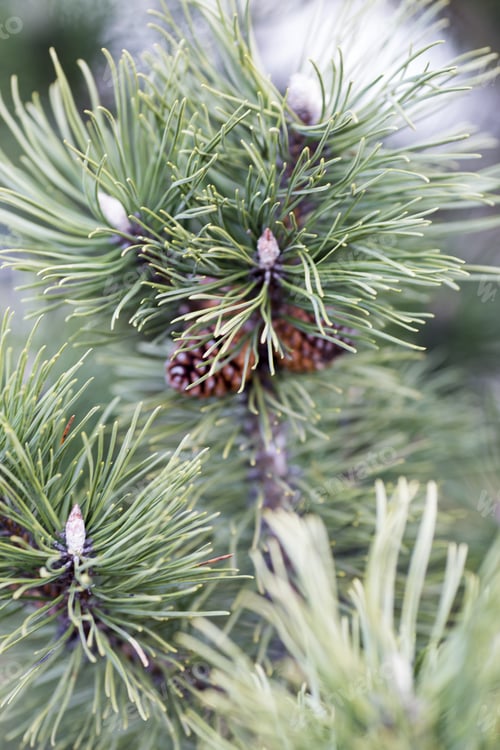 Preview: Coniferous Tree Branch With Cones.