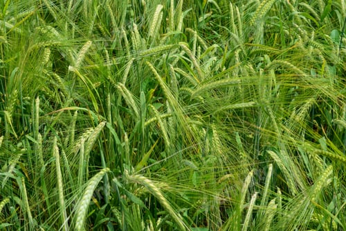 Preview: Ripening Barley On The Field In Early Summer