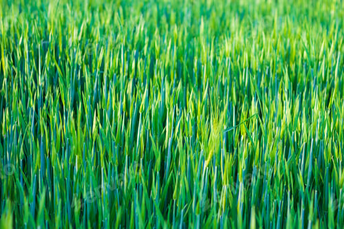 Preview: Green Young Rye Background