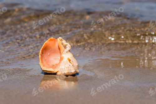 Preview: Seashell On The Sea Sandy Shore Closeup - Concept Holidays At Sea