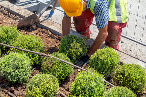 Preview: Hand Are Planting In City Park, Taking Care Of The Plants Of The Park.