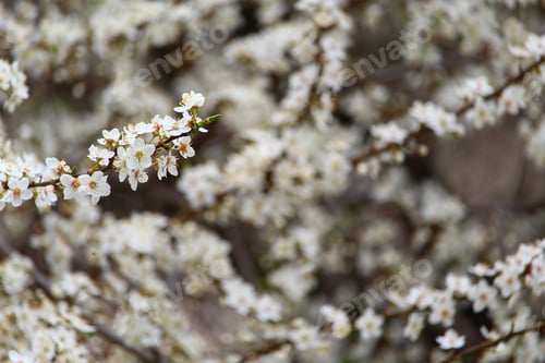 Preview: Branches Of Blooming Garden Trees In Early Spring At Sunset.