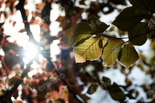 Preview: Beech Tree, Beech Spring Twig With Fresh Leaves, Game Of Reflections And Lights, Spring Natural