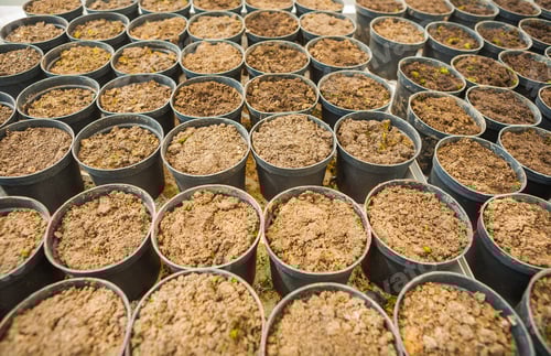 Preview: Very Big Set Of Pots With Ground For Seedlings Agricultural Concept