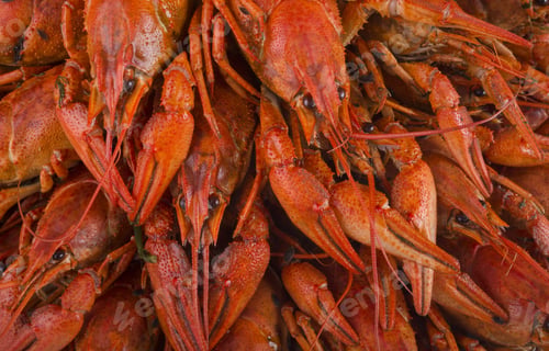 Preview: Background Of Red Boiled Crawfish. Snack To Beer (Selective Focus)