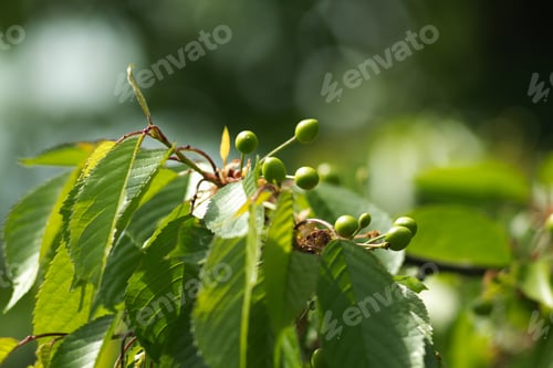 Preview: Green Ripening Fresh Cherries On Branches, Spring Background.