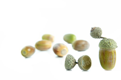 Preview: Group Of Acorns On A White Background