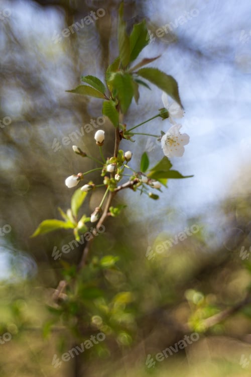 Preview: Apple Blossom, Apple Blossoming Twig, Spring Fruit Background.