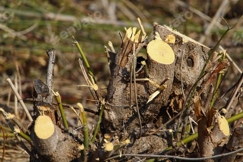 Preview: Stumps Of Young Felled Trees, Background