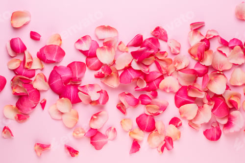 Preview: Valentine'S Day. Rose Flowers Petals On White Background. Valentines Day Background. Flat Lay, Top