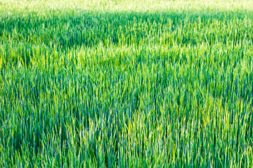 Preview: Green Young Rye Background