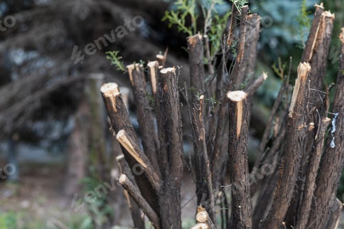 Preview: Branches Cut With Pruners In The Garden. Shrub And Tree Care. Background