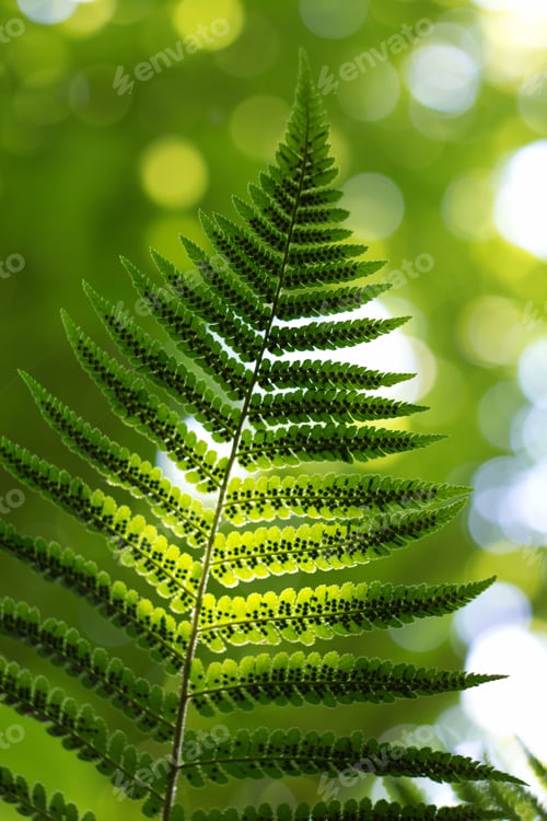 Preview: Ferns (Polypodiophyta) Are A Detachment Of Sprue Vascular Plants, Or Pteridophyta, Whose