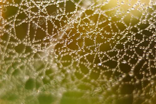 Preview: Drop Of Dew On A Web, For An Abstract Background
