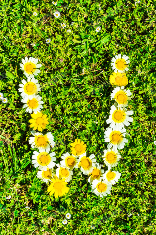 Preview: Alphabet Texture, Letter W Made Of Daisy Flowers Petals, Floral Font In Green Fresh Grass.
