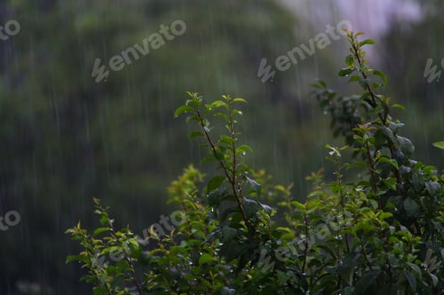 Preview: Leaves Of Trees In Rainy, Cloudy Weather On A Gloomy Evening