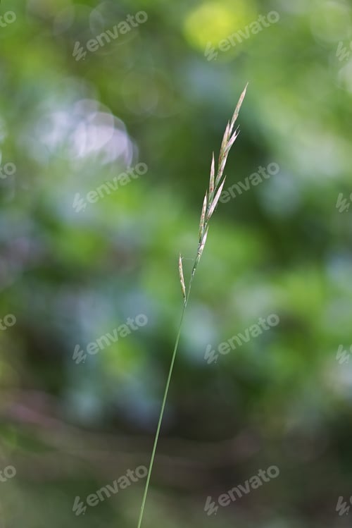 Preview: Grass Background
