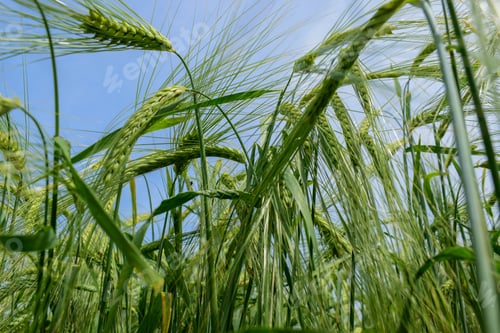 Preview: Ripening Barley On The Field In Early Summer