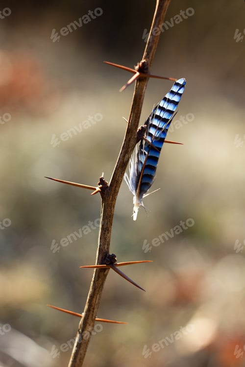 Preview: Bird Feather, Jay Feather On Thorns, Spring Colors And Background.