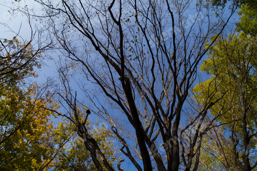 Preview: Yellow Trees In The Period Of Golden Autumn. Background