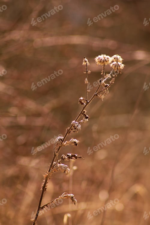 Preview: An Old Dry Flower, Dried Thistle In Spring After Winter.