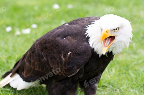 Preview: Portrait Of A Bald Eagle On Grass.