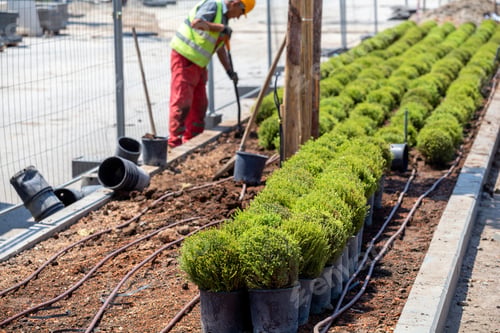 Preview: Gardener Worker Planting In A City Park. Taking Care Of The Plants.