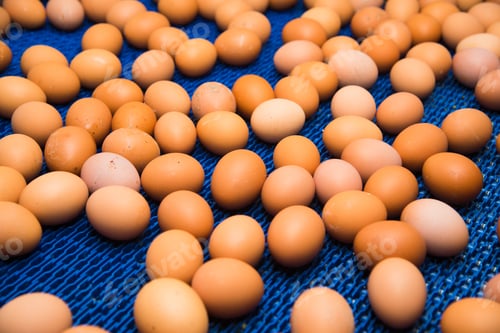 Preview: Fresh Brown Eggs On A Transportation Line On A Modern Poulty Factory