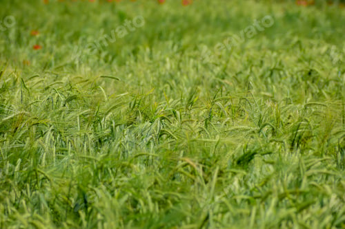 Preview: Ripening Barley On The Field In Early Summer