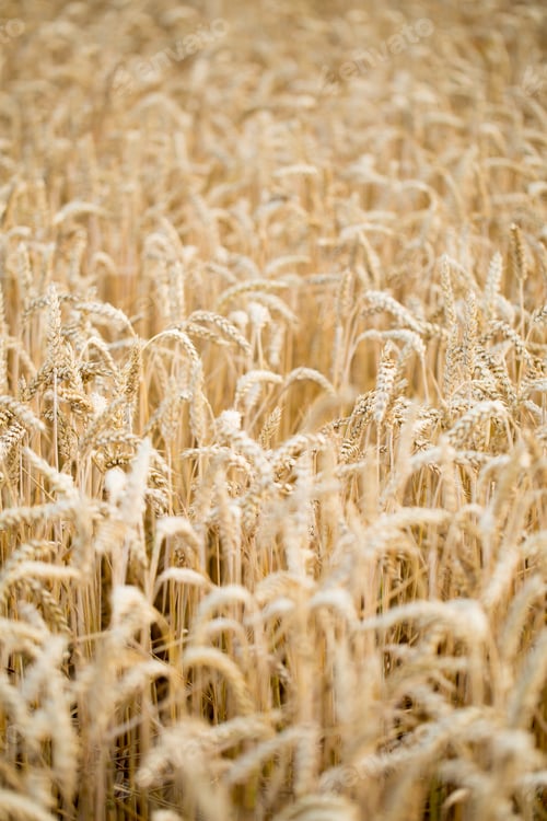 Preview: Field Of Rye. Wheat Of Field.