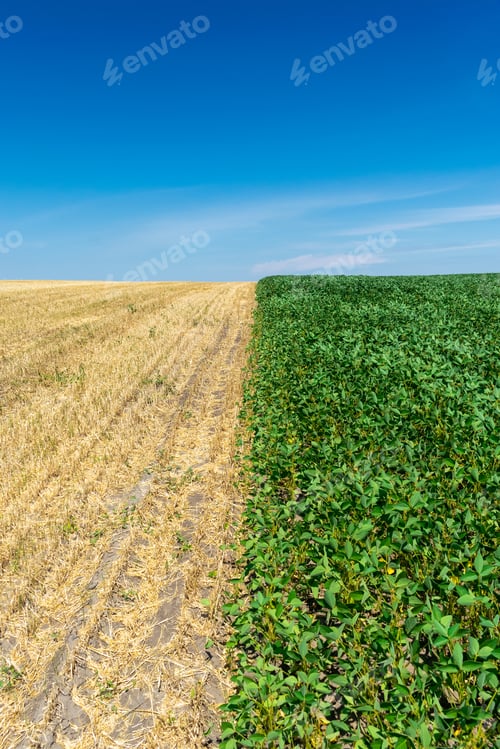 Preview: Soybean Field With Green Plants In Summer