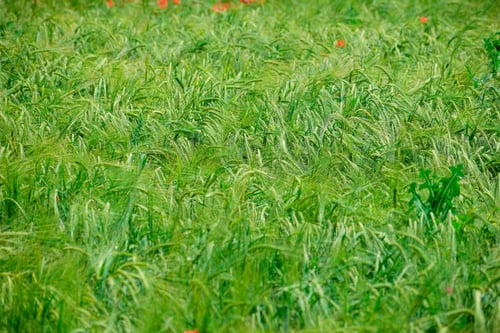 Preview: Green Wheat Growing On The Field In Early Summer