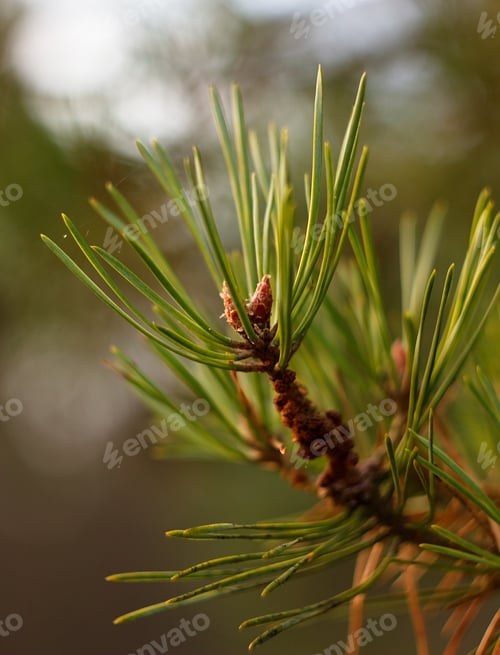 Preview: Pine Twig And Green Needle On Abstract Background For Christmas Decoration.