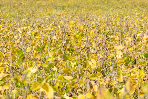 Preview: Ripe Soybean Field Ready For Harvesting