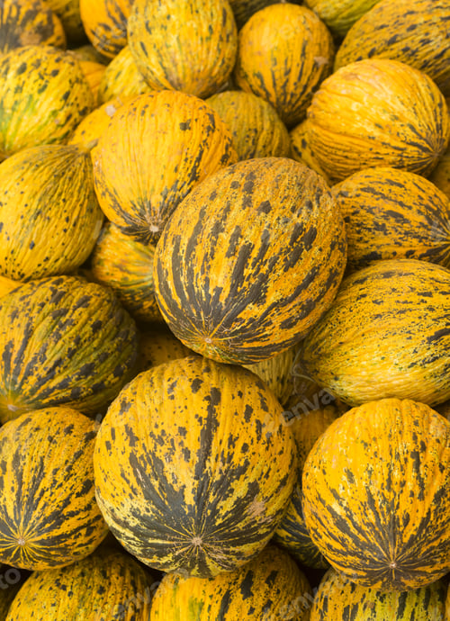 Preview: Many Delicious Turkish Melon Close-Up. Summer Tray Market Agriculture Farm Full Of Organic Melons