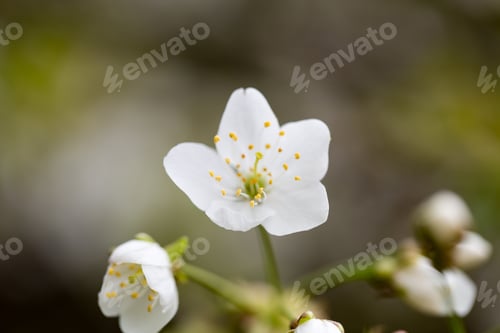 Preview: Cherry Blossom In Spring For Background.