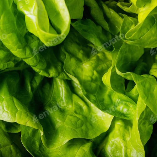 Preview: Fresh Lettuce Over Blue Texture Background. Top View, Flat Lay. Copy Space